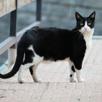 black and white cat