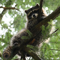 racoon in tree 2