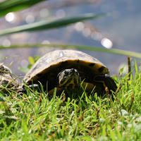 turtle on grass