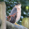A bird of prey with a streaked chest and yellow legs is perched on a wooden fence, surrounded by green foliage. Its sharp beak and focused gaze give it a vigilant appearance.