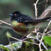A small bird with a black head, back, and tail perches on a branch, displaying a white belly and rusty-orange sides. The background is lush and green, with blurred foliage and twigs surrounding the bird.