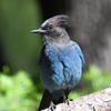 A striking bird with deep blue feathers and a prominent crest on its head is perched on a branch, with a blurred green and gray background. The bird's alert posture and vivid coloring make it stand out in the natural setting.