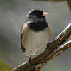 A small bird with a dark head, pale belly, and pink beak is perched on a branch, surrounded by soft, natural light. Its feathers appear fluffed up, giving it a round and cozy appearance.