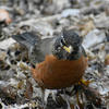 A bird with a reddish-orange breast and dark head stands among dry leaves and twigs, looking directly at the camera. Its yellow beak and alert posture make it stand out against the muted background.