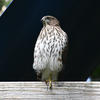 A hawk with brown and white speckled feathers stands alertly on a wooden railing against a dark background. Its sharp gaze and upright posture highlight its keen sense of awareness.