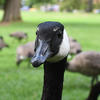 A close-up of a Canada goose shows its black head and white cheek patch, with more geese grazing on green grass in the blurred background. The scene takes place in a park with trees and open space.