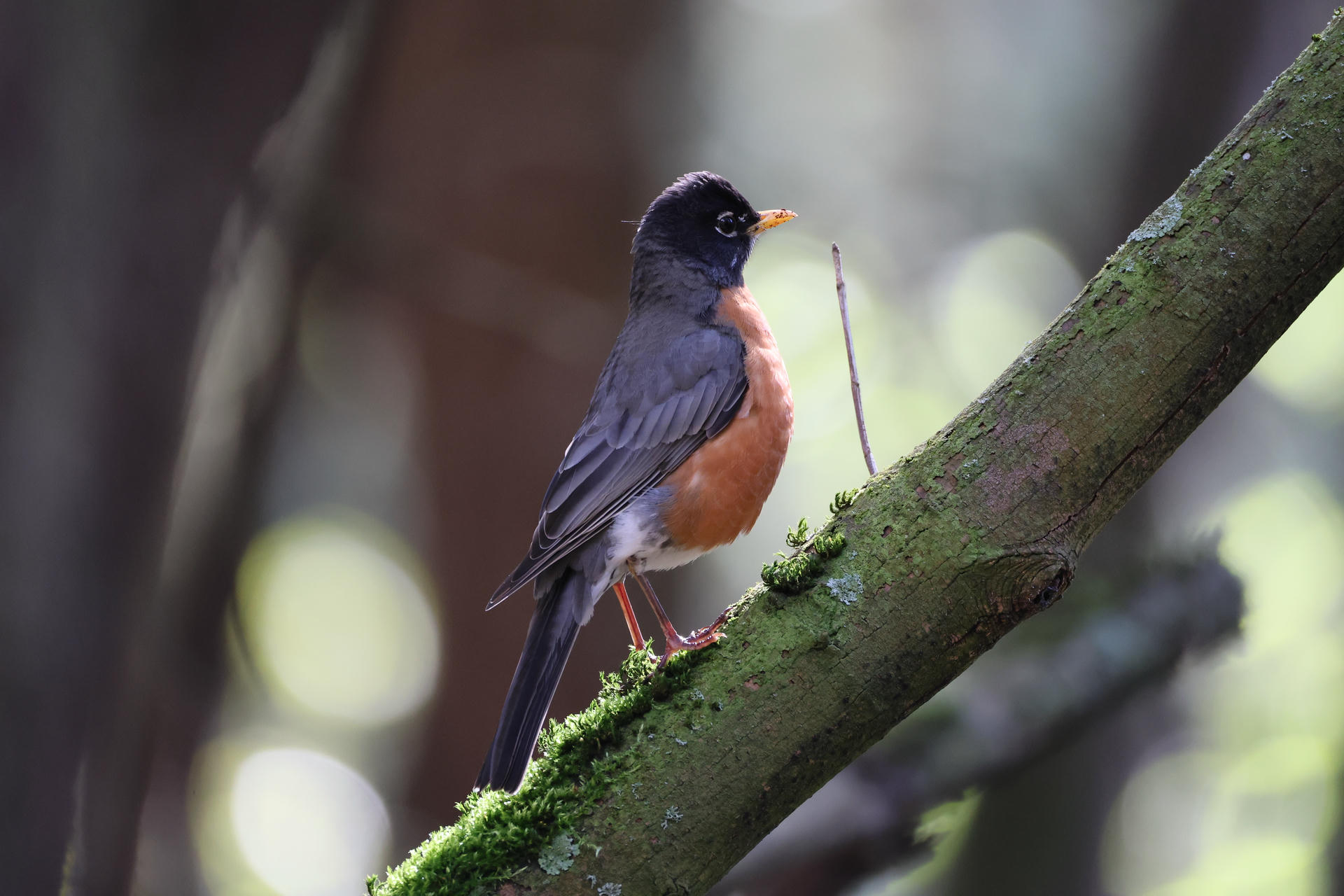 A robin with a dark head, orange-red breast, and gray wings is perched on a mossy tree branch in a softly lit forest setting. The bird is facing away, showcasing its colorful plumage against a blurred natural background.