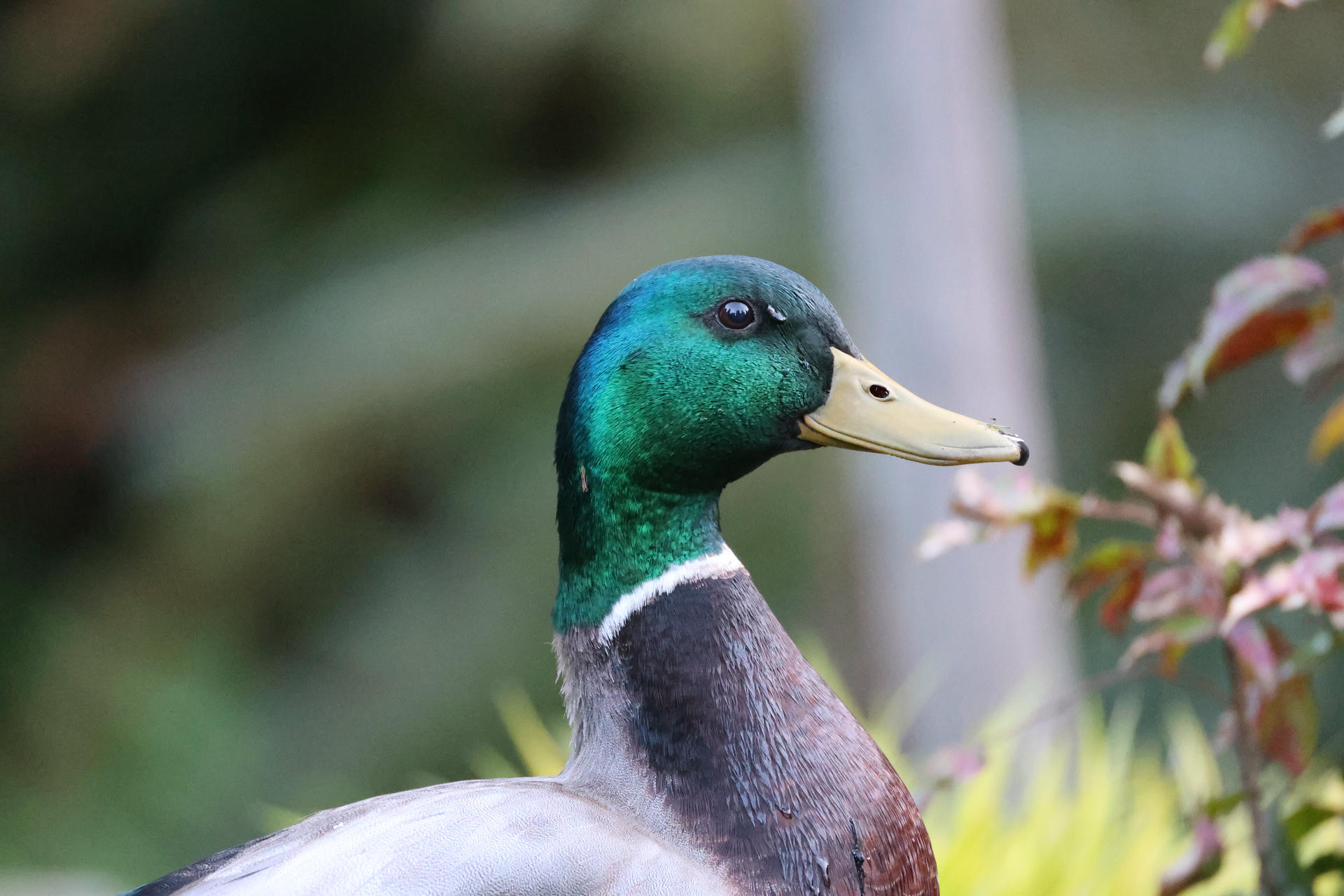 A close-up photo of a mallard duck shows its iridescent green head, yellow bill, and a white ring around its neck. The background is softly blurred with hints of greenery.