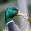 A close-up photo of a mallard duck shows its iridescent green head, yellow bill, and a white ring around its neck. The background is softly blurred with hints of greenery.