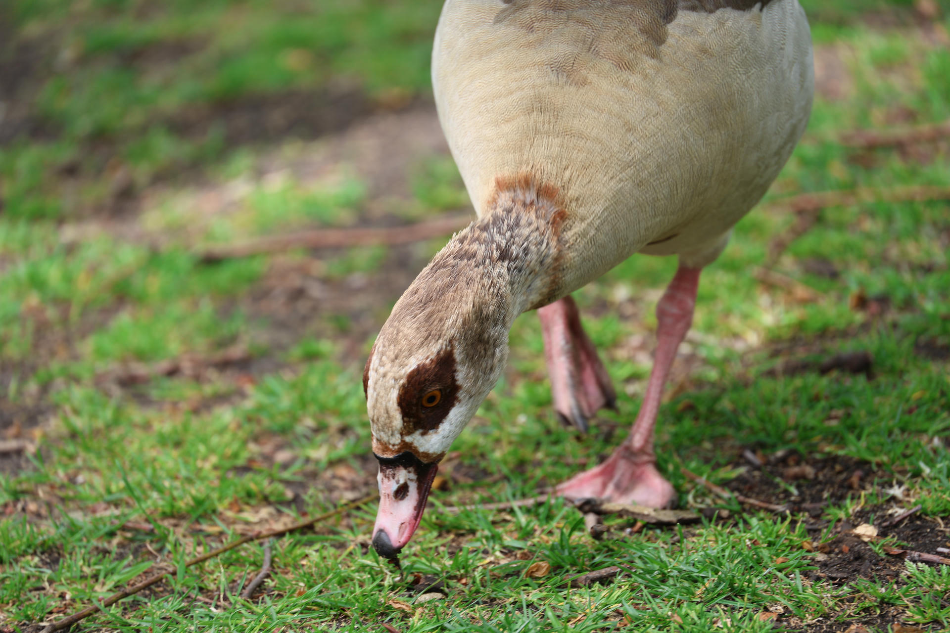 An Egyptian goose with brown and cream plumage is bending down to graze on green grass. Its pink legs and distinctive facial markings are visible as it feeds.