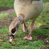 An Egyptian goose with brown and cream plumage is bending down to graze on green grass. Its pink legs and distinctive facial markings are visible as it feeds.