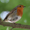 A small bird with a bright orange-red breast and face perches on a branch, surrounded by a soft green background. Its body is brown and white, and it appears alert and peaceful.