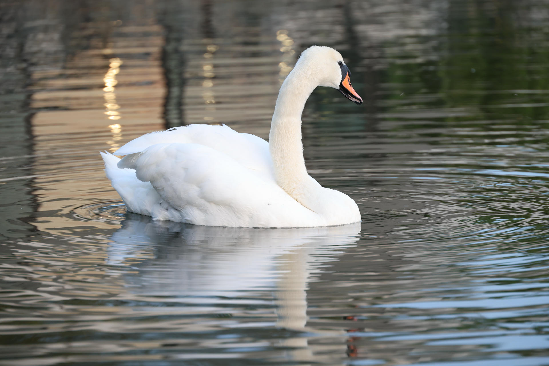 A graceful white swan glides smoothly across calm water, its reflection visible on the surface. The background features soft, natural colors and gentle ripples.
