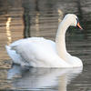 A graceful white swan glides smoothly across calm water, its reflection visible on the surface. The background features soft, natural colors and gentle ripples.