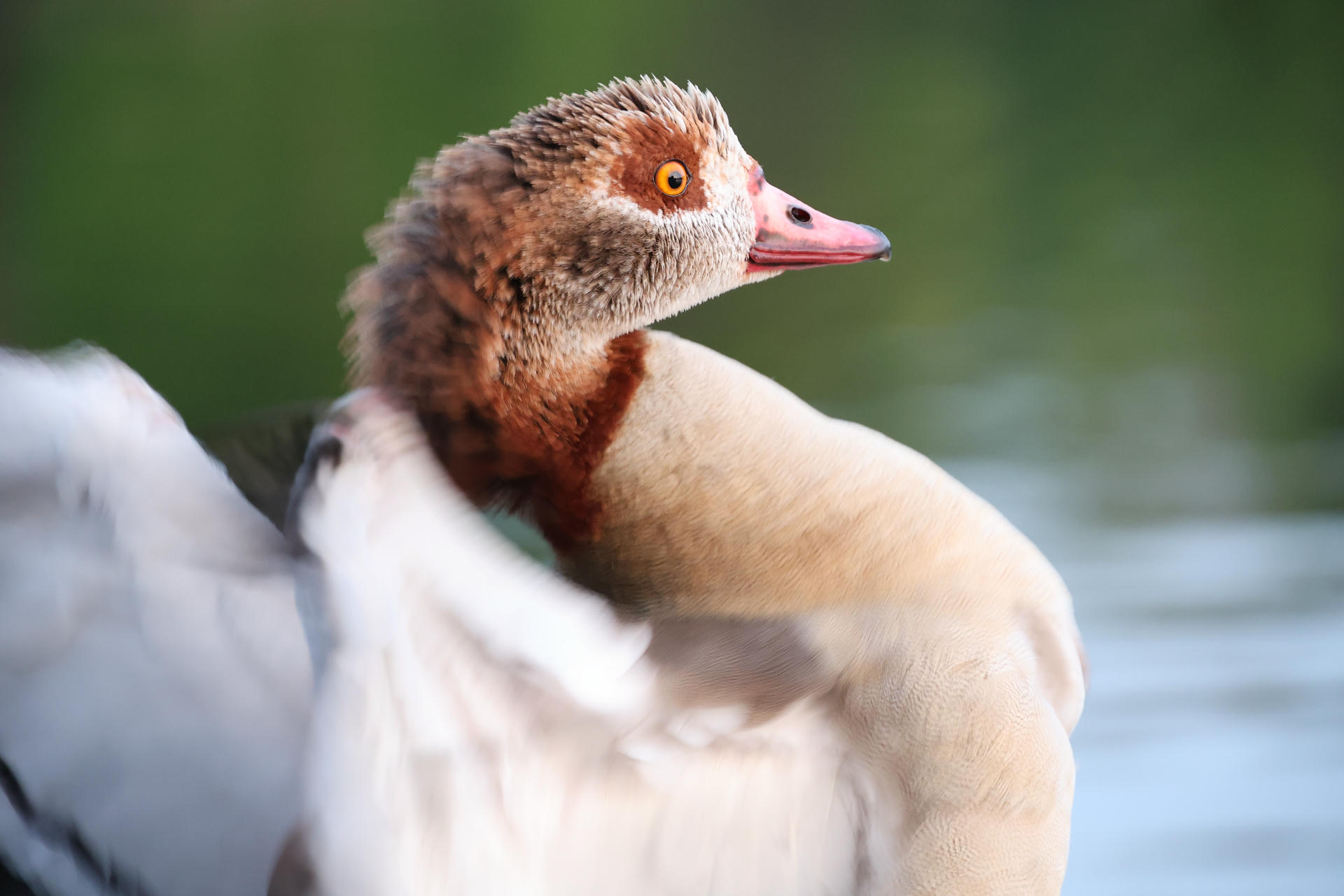 An Egyptian Goose with striking yellow eyes and a pink beak is shown in close-up, its head turned gracefully over its back against a blurred green background. The bird's brown and cream plumage is clearly visible, highlighting its distinctive markings.