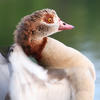 An Egyptian Goose with striking yellow eyes and a pink beak is shown in close-up, its head turned gracefully over its back against a blurred green background. The bird's brown and cream plumage is clearly visible, highlighting its distinctive markings.