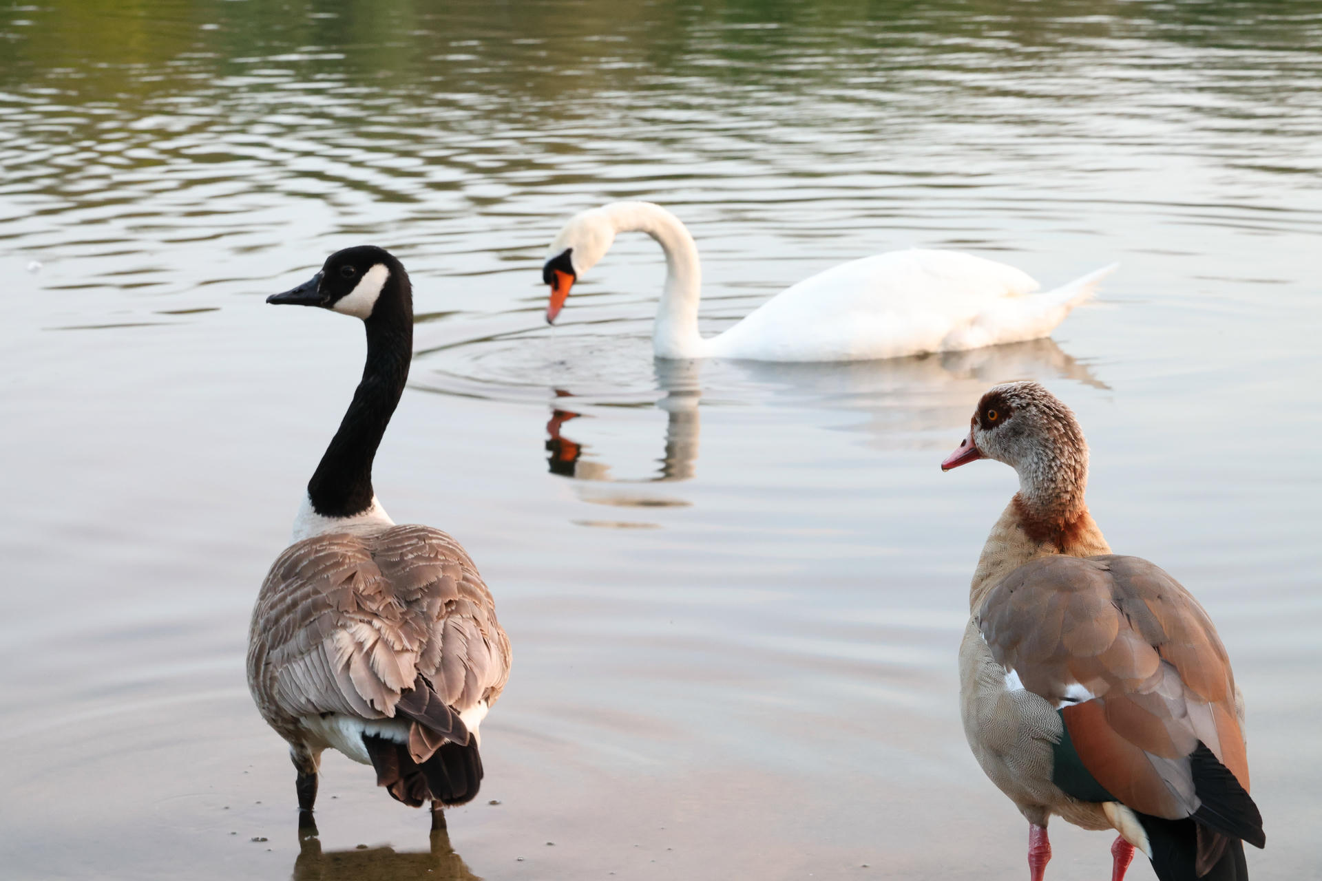 A Canada goose stands on the left, a white swan glides gracefully in the center of the water, and an Egyptian goose is on the right, all gathered near the edge of a calm pond. The water reflects their shapes and the soft light of the scene.