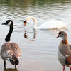 A Canada goose stands on the left, a white swan glides gracefully in the center of the water, and an Egyptian goose is on the right, all gathered near the edge of a calm pond. The water reflects their shapes and the soft light of the scene.
