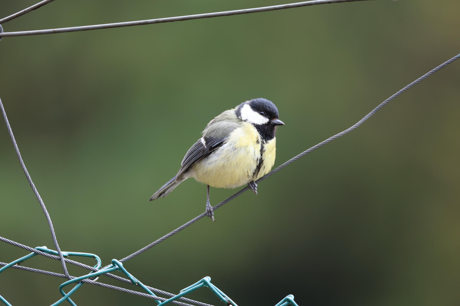 A small bird with a black head, white cheeks, and yellow underparts is perched on a thin wire against a blurred green background. Its feathers appear soft and its posture is alert.