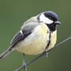A small bird with a black head, white cheeks, and yellow underparts is perched on a thin wire against a blurred green background. Its feathers appear soft and its posture is alert.
