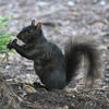 A black squirrel sits on a dark, earthy surface. The squirrel is holding a small green plant in its mouth.