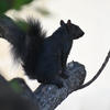 A black squirrel sits on a tree branch against a bright background. The squirrel is positioned close to the edge of the branch.