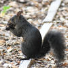 A black squirrel sits on a white sidewalk amidst fallen leaves. The squirrel’s fur is dense and dark, and it appears to be looking up.