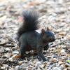 A black squirrel stands on a surface covered in small, dry leaves. The squirrel’s fur appears dark and fluffy, and it is positioned facing to the right in the image.