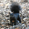 A black squirrel sits upright in the grass. The squirrel’s fur is a solid black color, and it is surrounded by fallen leaves and twigs.