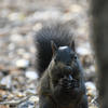 A black squirrel is partially visible amidst a ground of small, light-colored rocks. The squirrel’s fur appears dark and textured.