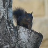 A black squirrel is seen from behind, partially obscured by the textured bark of a tree. The squirrel’s fur is a solid dark color, contrasting with the rough surface of the tree.