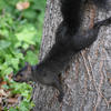 A black squirrel is nestled against a textured, brown tree trunk. Green leaves are visible in the background.