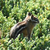 A chipmunk sits amidst dense, green foliage. The animal’s fur is a mix of brown and gray, and it appears to be facing slightly to the left.