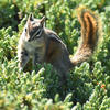 A chipmunk sits amidst dense, green foliage. The animal’s dark fur contrasts with its lighter face and a prominent, bushy tail.