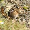 A small chipmunk sits amidst dry, golden grasses. The animal’s fur is a mix of brown and gray, and its dark eyes are visible.