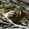 A chipmunk sits amidst a tangle of gray and brown branches. The animal’s striped fur contrasts with the muted tones of the surrounding foliage.
