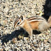 A small chipmunk with reddish-brown fur and dark stripes sits on a bed of dry, golden grass. The chipmunk’s head is tilted slightly as it looks towards the camera.