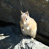 A small, light-brown chipmunk stands on a dark, rocky surface. The chipmunk’s face is turned toward the viewer, and its paws are placed firmly on the stone.