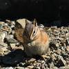A chipmunk sits amidst a ground of small, brown stones and dry leaves. The chipmunk has reddish-brown fur and its paws are visible as it looks directly at the camera.