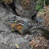 A chipmunk with distinctive dark and reddish-brown stripes is nestled amongst gray rocks and dried leaves. The animal’s bushy tail extends upwards and to the right.