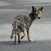 A coyote stands on a gray asphalt surface. The animal has a gray coat and light-colored paws, and its head is turned slightly to the side.