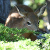 A deer stands amongst a vibrant green leafy backdrop. Its dark brown fur contrasts with the bright foliage, and its eyes are focused forward.