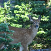 A deer stands in a shaded area with dense green foliage surrounding it. The deer has a tan coat and light-colored legs, and its eyes are visible.