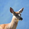 The image shows a deer with reddish-brown fur. Its ears are pointed upwards and its dark eyes gaze forward against a bright blue sky.