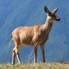 A light brown deer stands alert on a grassy slope. The background is a clear, bright blue sky.
