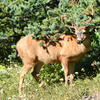A tan deer stands amidst lush, green foliage. The deer has a visible set of antlers and appears to be partially shaded by the surrounding trees.