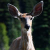The image shows a deer with brown fur and a lighter-colored muzzle. Its ears are upright and alert, set against a blurred, dark green background.