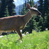 A tan deer stands in a grassy area. The deer’s head is lowered, and a backdrop of tall evergreen trees rises in the distance.