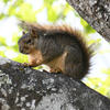 A fox squirrel sits on a textured tree branch. The squirrel has dark fur with reddish-brown coloring on its tail and ears.