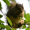 A fox squirrel perches on a branch, its dark fur contrasting with its lighter face and ears. The squirrel is surrounded by green foliage, suggesting a woodland setting.